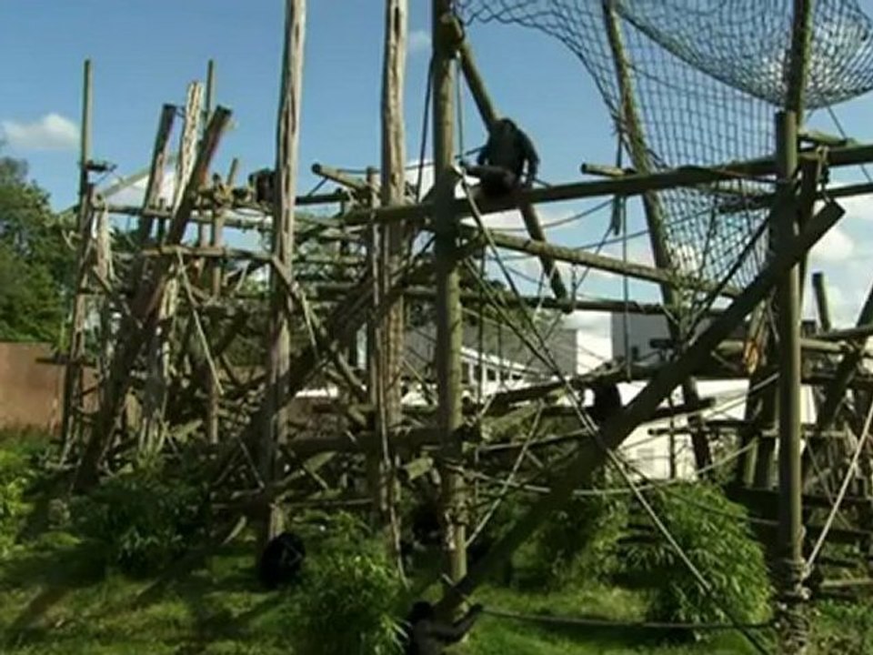 Das Chimpcam Projekt (4 von 6)