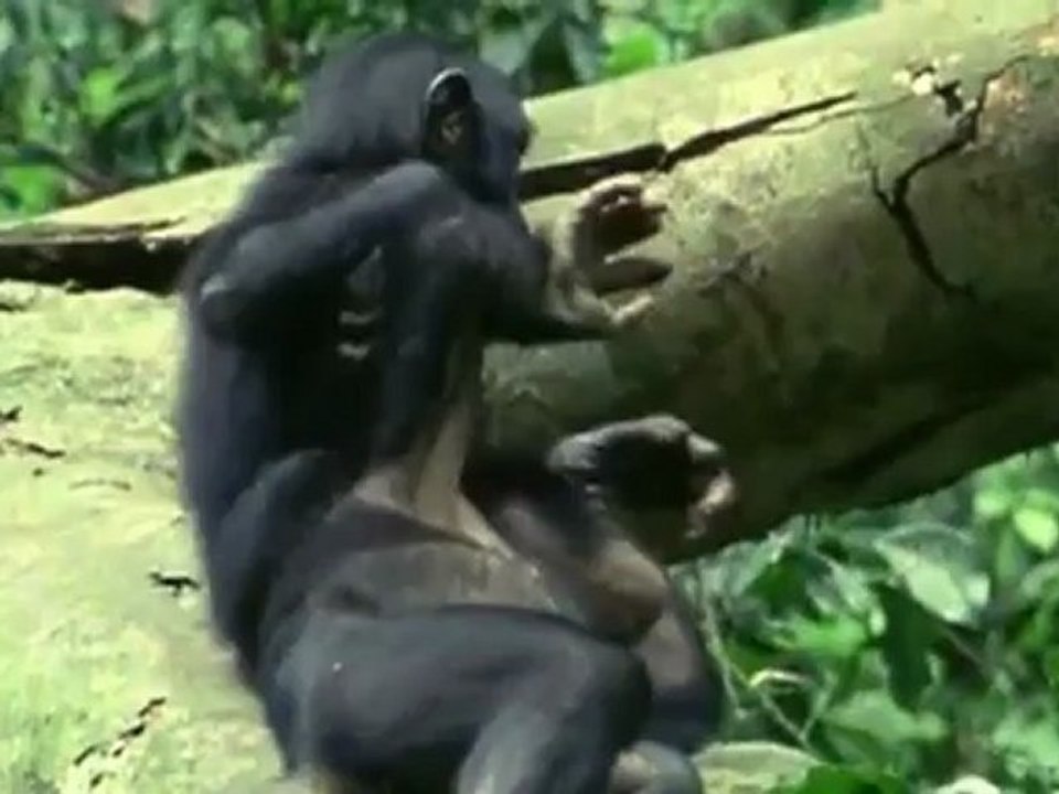 Das Chimpcam Projekt (5 von 6)