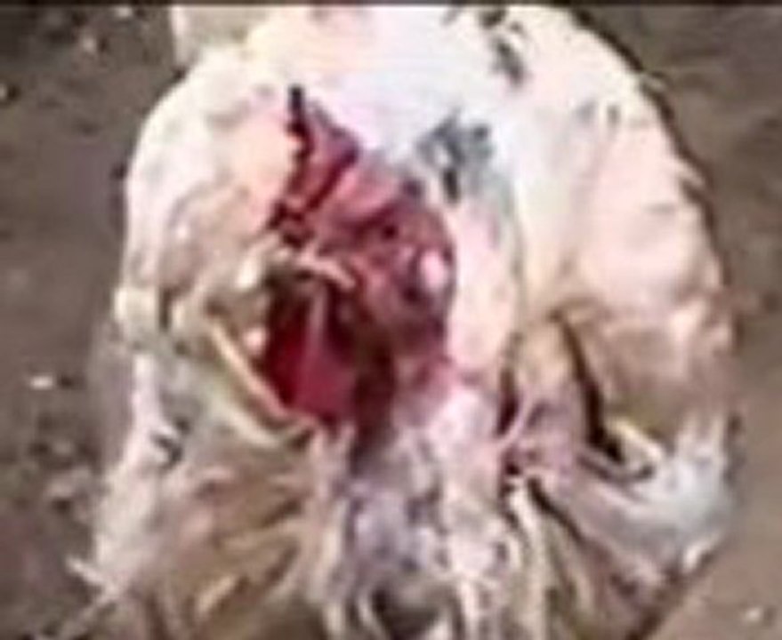 la pelea del siglo. gatito.vs.gallina