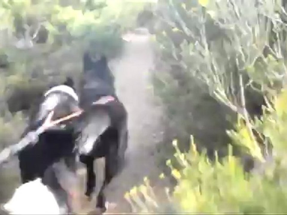 Canicross en provence