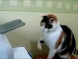 Printer Scares Cat, Cat Fights Back(iphone)(wmv)
