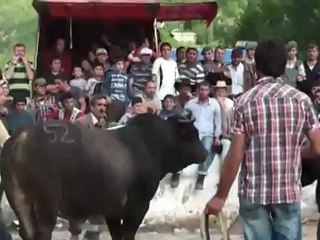 Murgul Özmal 20.Boğa Güreşleri 2012-Başaltı Final Güreşi