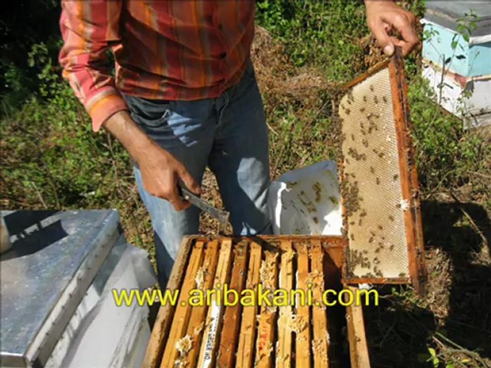 kestane balı devam ediyor, 2012 sezonu arıcılık videosu