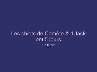 La têtée des chiots (5 jours)