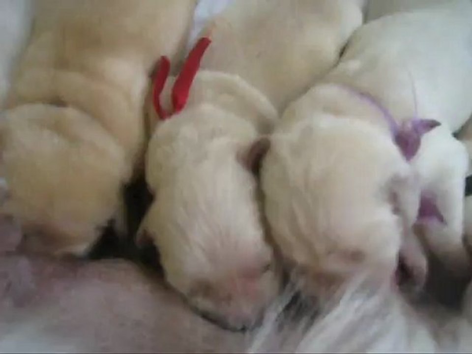 Les chiots ont 5 jours. Le combat de Mr Parme (Jazz) pour arriver à la tétine