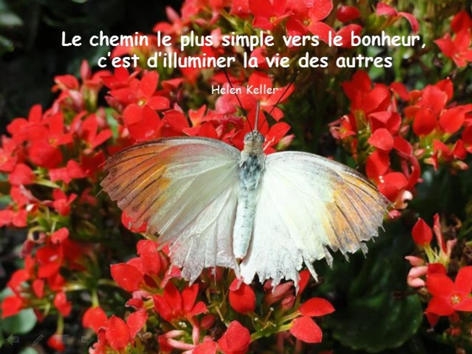 Papillons de sagesse