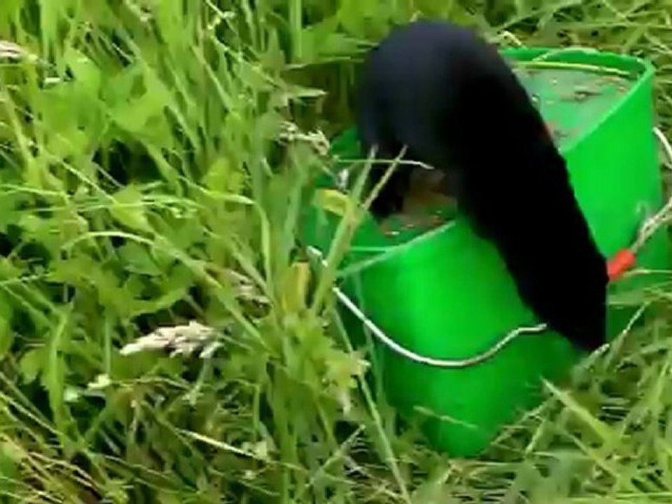 Vison noir ou furet noir