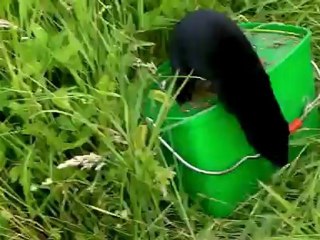 Vison noir ou furet noir