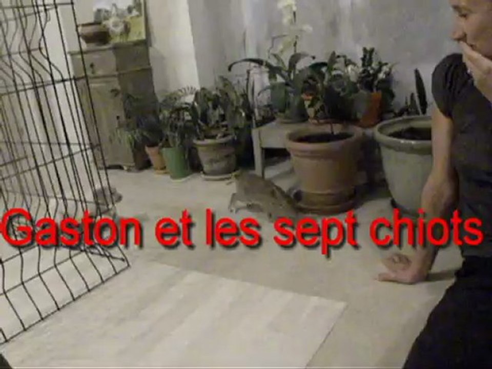 Gaston Et Les Sept Chiots