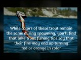 Lake Trout Fishing Tips to Help You Land a Great Catch | Trout Fishing Review