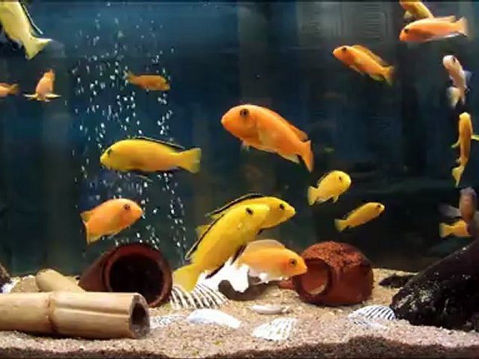 Mon aquarium