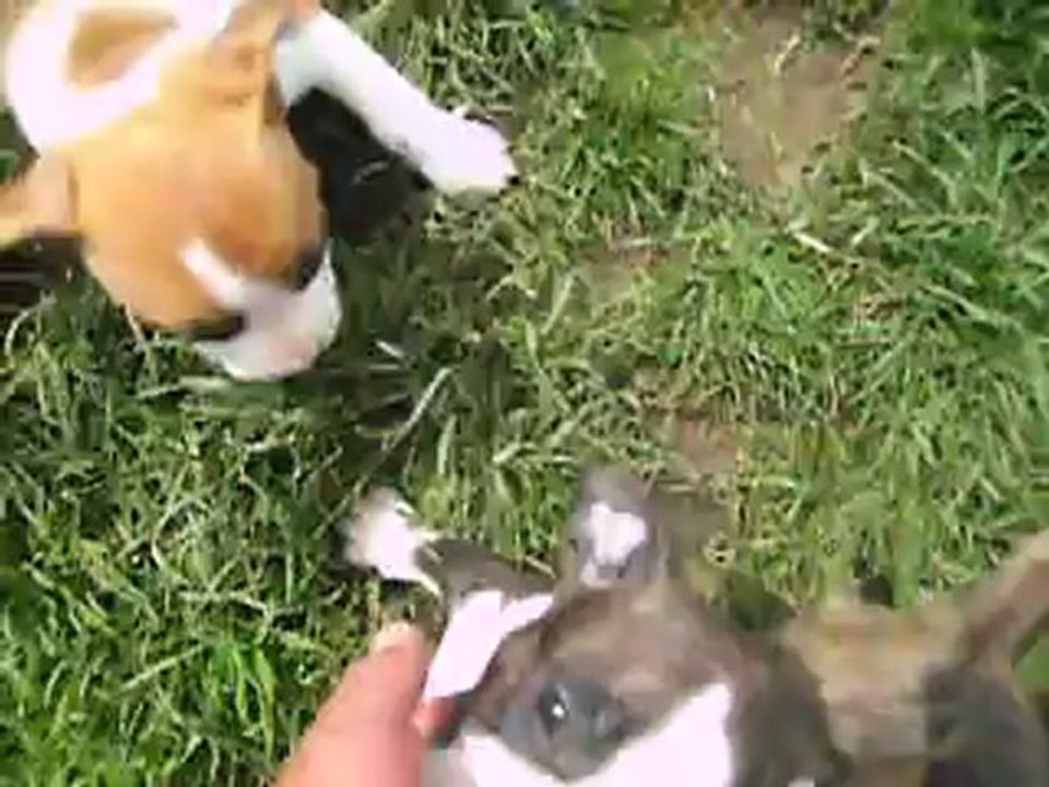 NEW vidéo du 17.06.2012 des 3 frères dispo ...