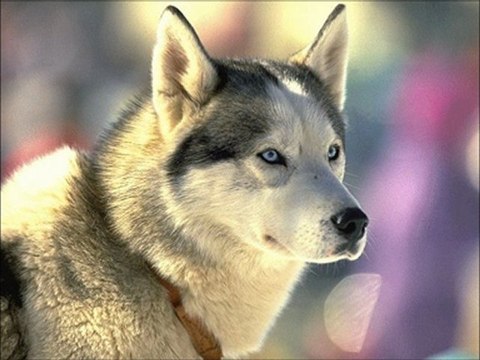 Alayına İsyan Ümit Reis...