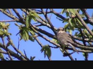 Gobemouches gris (chanteur)