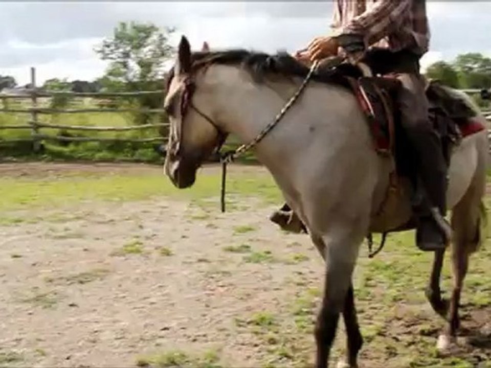 quarter horse male grullo ranch/fondation adac ywo hancock