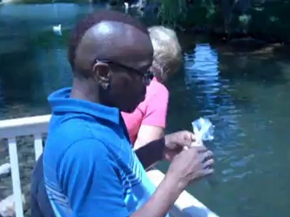 Feeding ducks by hand