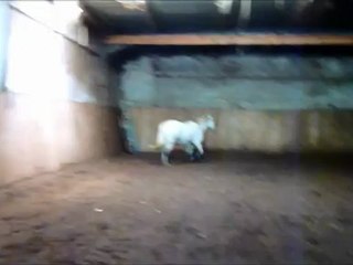 saut bache