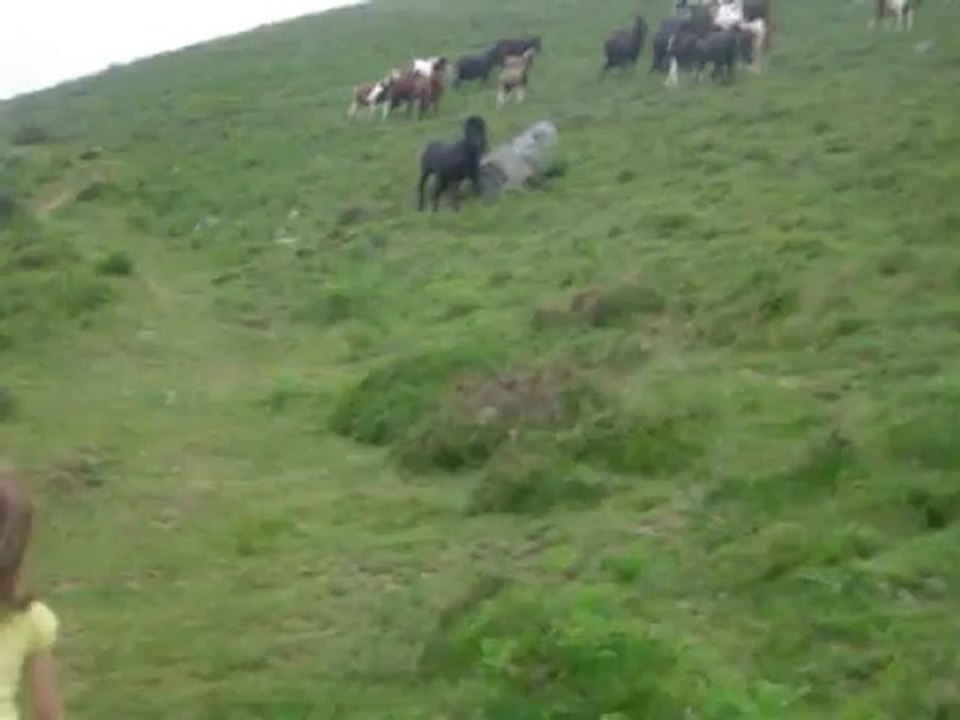 Les pottok le 16/06/12