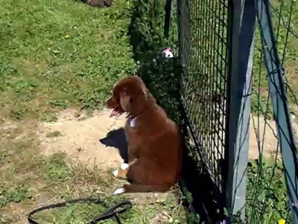 Krypto - Pas bougé et viens