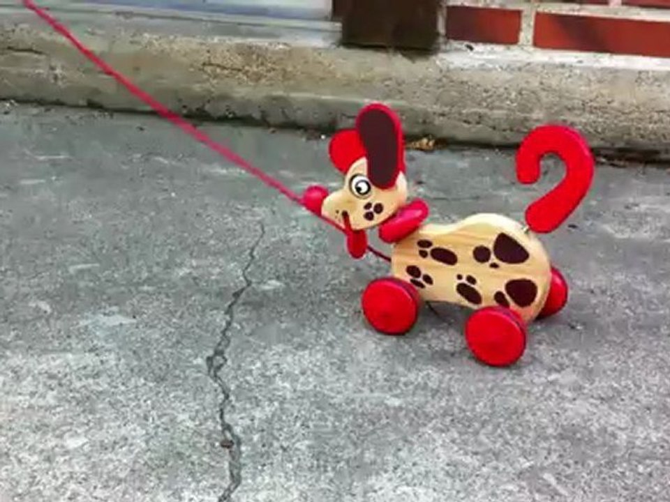 petit chien