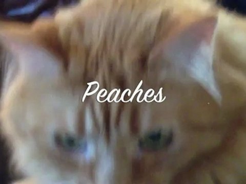 Pets with Freaking Laser Beams