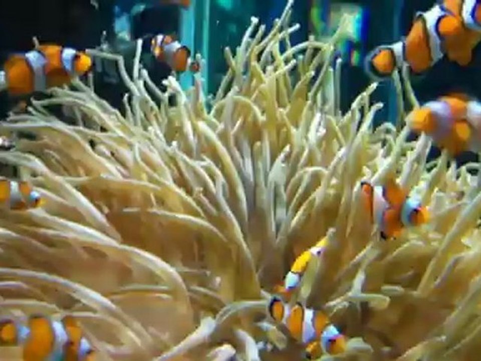 NEMO zoudou