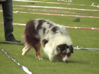 cavage pradines 2012 fox