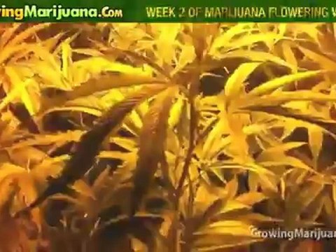Growing Marijuana - Week 2 Of Marijuana Flowering With CO2