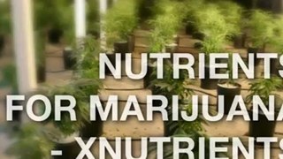 Growing Marijuana - XNutrients Weed Fertilizer