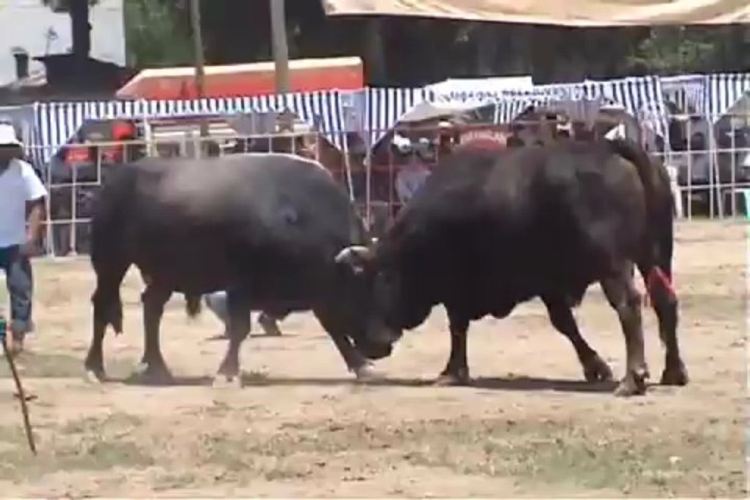 Bu sefer yardım için güreştiler