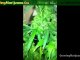 Growing Weed - La Confidential Cannabis Strain