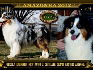 AMAZONKA kennel  -  Aussies puppies   (*11.6.2012)