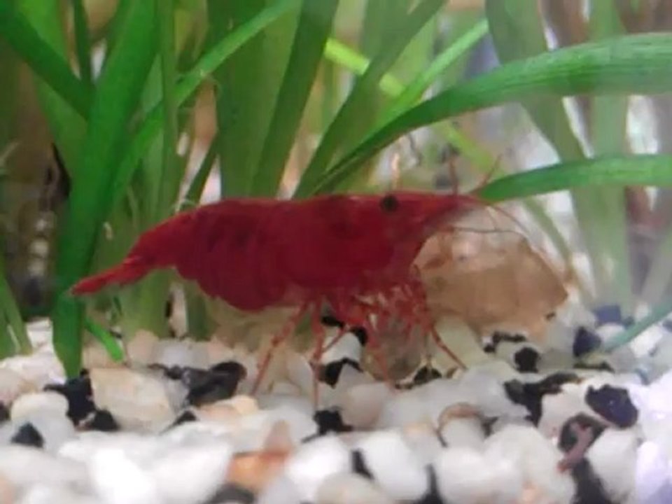 Gros plan RC qui ventile