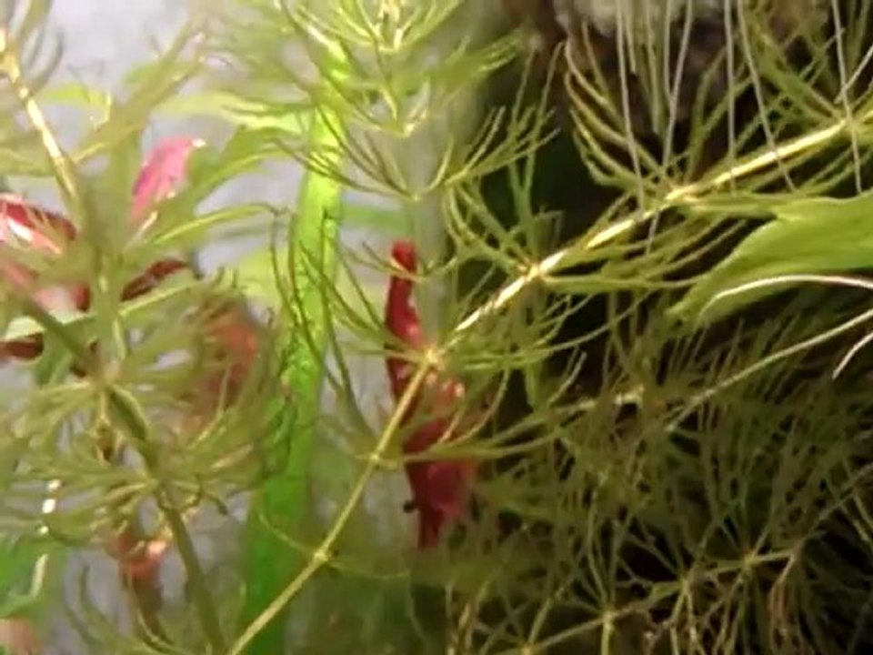 Crevette Red Cherry grainée qui ventile