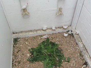 MVI_0543 paddas blancs