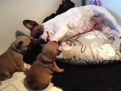 chiots 4 semaines Dame Cafougnette du square du Petit quinquin et Goliath du square du petit Quinquin