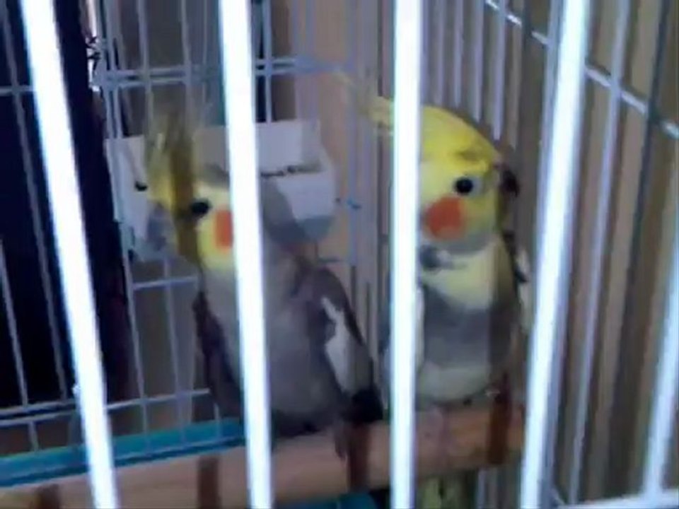 Bahreyn'in Sultan'lari