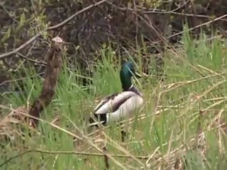 Fox-Geese-Mallard Ducks n the morning