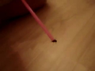Régis attrape une mouche avec une paille
