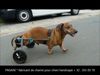 chariot pour teckel