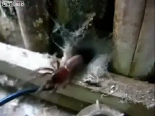 O Que É Isso? Descubra Tudo Sobre Este Vídeo Popular 🎥