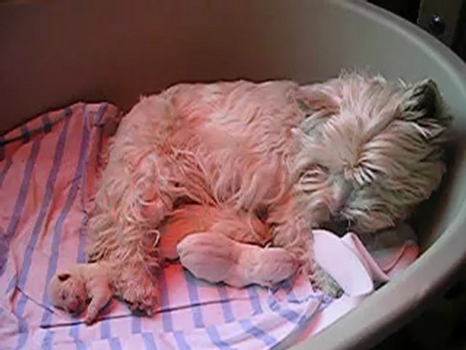 Cwandie et ses 3 bébés