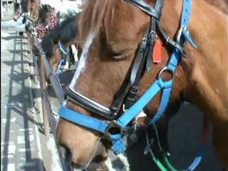 Scoubidou, l'être de ma vie...