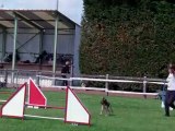 E'lia des grandes aubes, epagneul breton, concours agility ham S/varsberg, 17/06/12,GPF