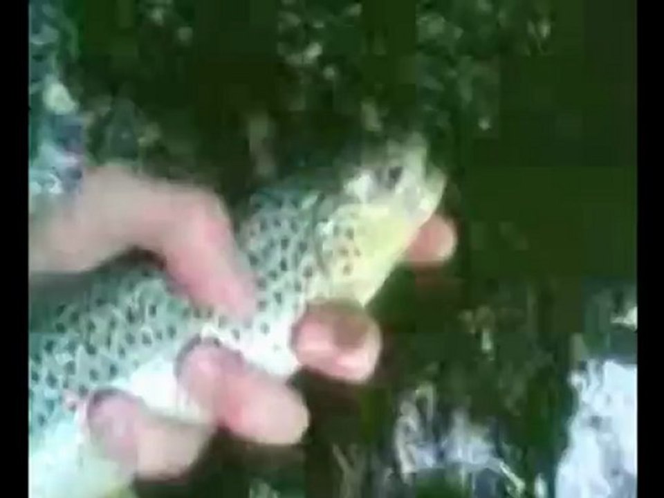 Belles truites 30 à 40 cm relachées