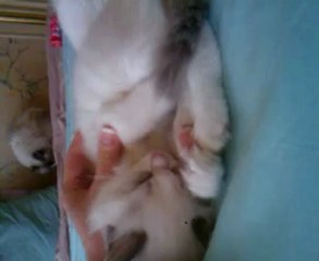 grosse sieste post véto