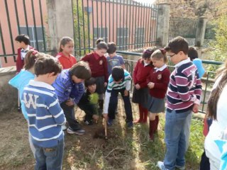 Plantando árboles 2012