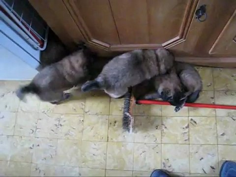 Pourquoi acheter des jouets?