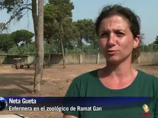 Nació un rinoceronte en Israel