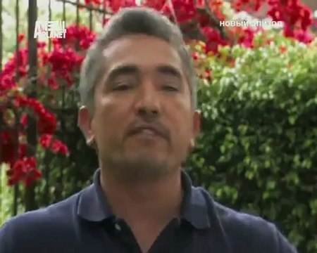 060-Переводчик с собачьего 2007